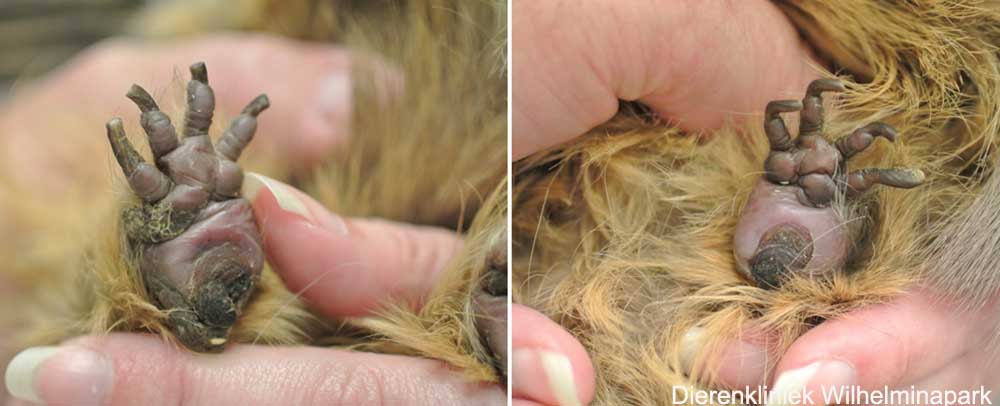 Twee ontstoken voetzoelen bij cavia wokkel